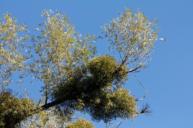 in welchem Heilbronner Kleinod steht dieser Baum?