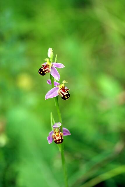 Bienenragwurz