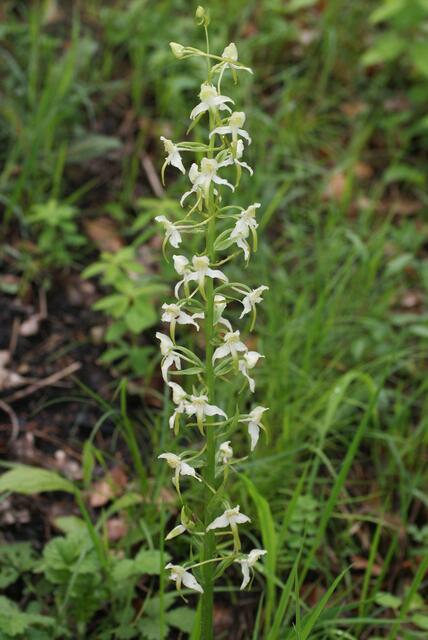 Weiße Waldhyazinthe