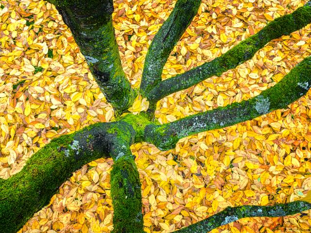 Hoch oben auf dem Kirschbaum