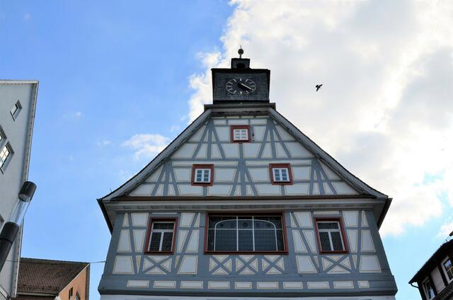 Eine Stadttaube flattert um den Turm des alten Rathauses