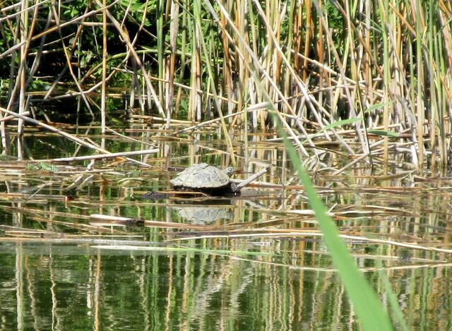 Wir waren uns nicht ganz sicher, ob Schildkröten auch Sonntagsausflüge unternehmen. Nein, es ist sicher nicht Kassiopeia aus dem Köpfertal. Erst im Zoom auf dem PC war es eindeutig als Schildkröte auszumachen.