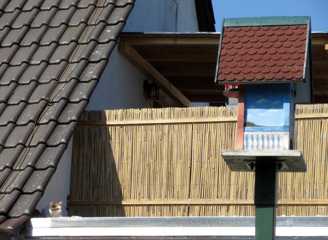 Die Katze auf dem heißen Blechdach... zum Glück ist das Vogelhaus weit genug weg.