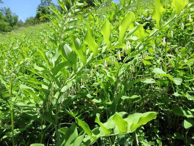 Vielblütiger Weißwurz (Polygonatum multiflorum), nicht zu verwechseln mit dem Wohlriechenden Weißwurz, der auch als Echtes Salamonsiegel bezeichnet wird.