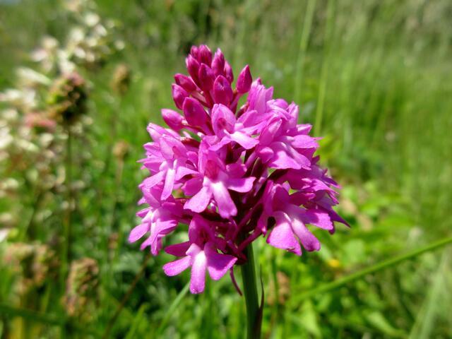 Hundswurz - auch Pyramidenorchis oder Spitzorchis  genannt.