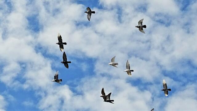 Nachbars Taubengeschwader beim Rundflug.