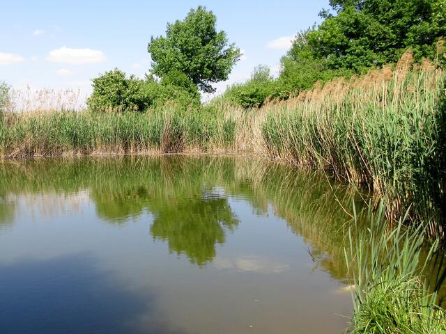 Seewäldle-See bei Bissingen