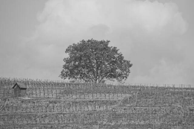 Ein Baum wacht über die Steillagen