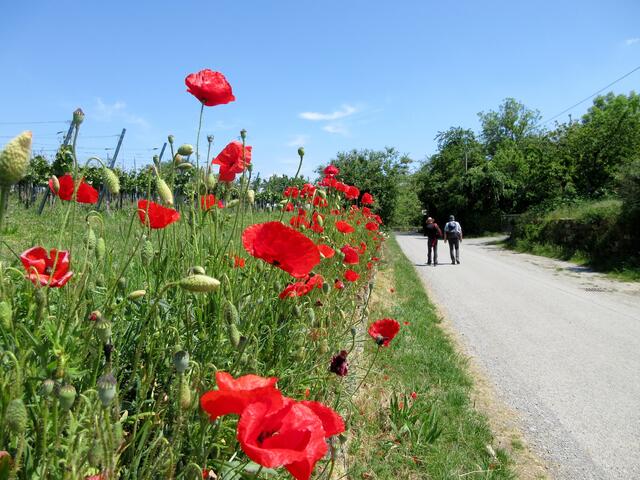 Dafür aber Blüten- und Pflanzenpracht.