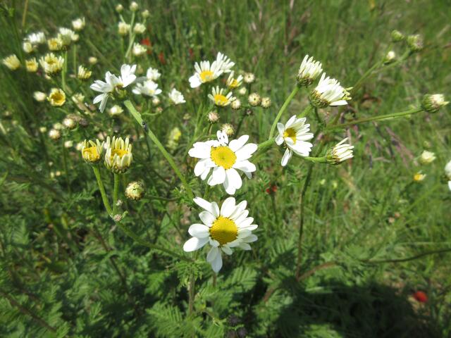 Straußblütige Wucherblume