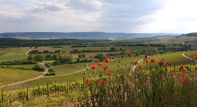 Blick vom Neipperger Wald über das Zabergäu