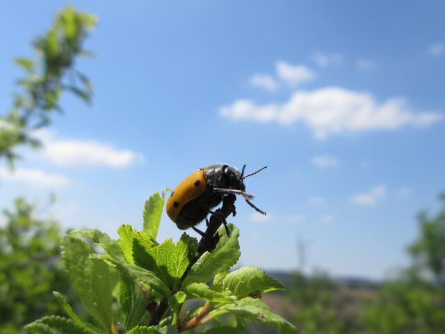 Lachnaia sexpunctata, so der slowenische Name dieses seltenen Käfers. Lachnaia italica nennt ihn der Italiener, einen deutschen Namen hat er nicht, dafür kommt er hier wohl zu selten vor. Die Österreicher nennen ihn: Haar-Langbeinkäfer.