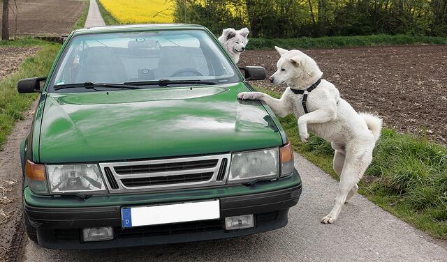 Das Bild ist echt, ich musste nur das Nummernschild und den Fahrer wegretuschieren!