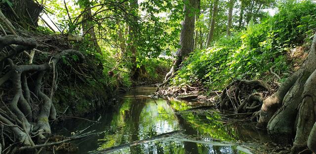 "Mangroven" am Langenbach
