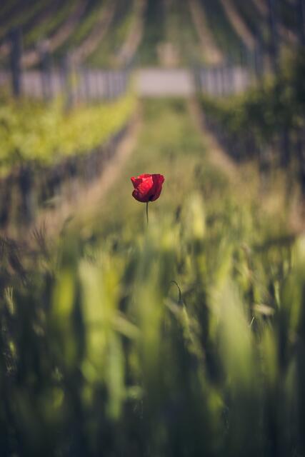 Lonesome Poppy - Nordhausen