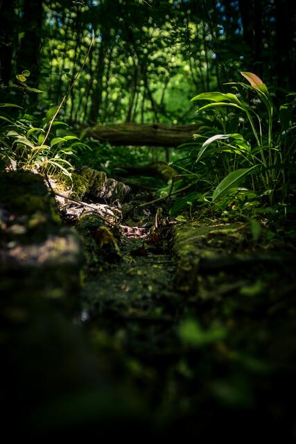 Wie im Dschungel - Köpfertal