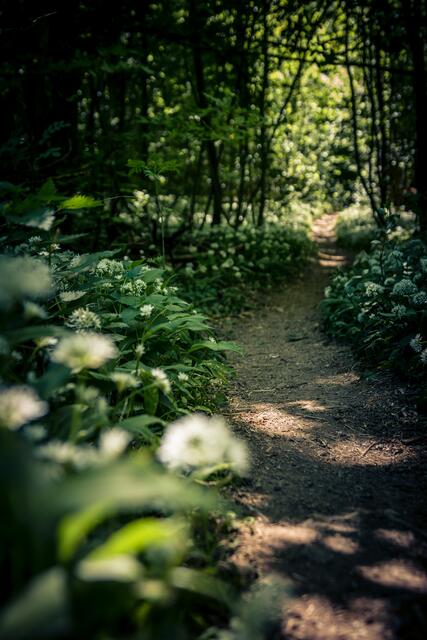 Auf verborgenen Pfaden - Bärlauchblüte im Köpfertal