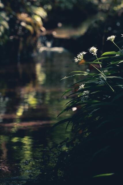 Pfühlbach - Bärlauchblüte im Köpfertal
