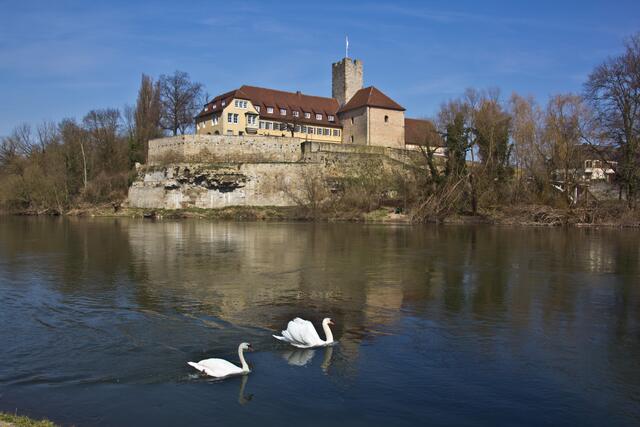Schwanenausflug am Neckar