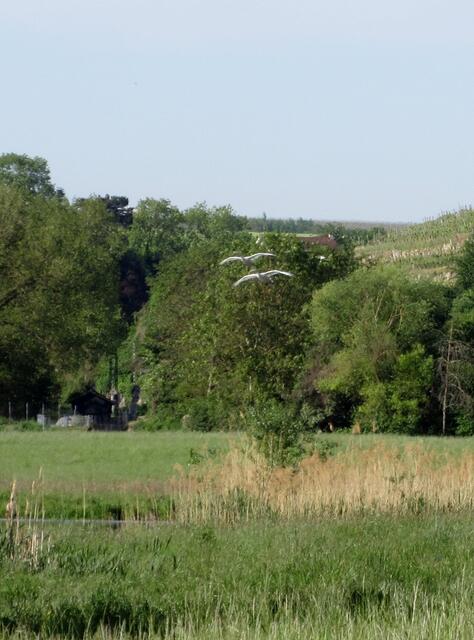 Schwanen-Paar im Anflug auf den Klingenberger See.