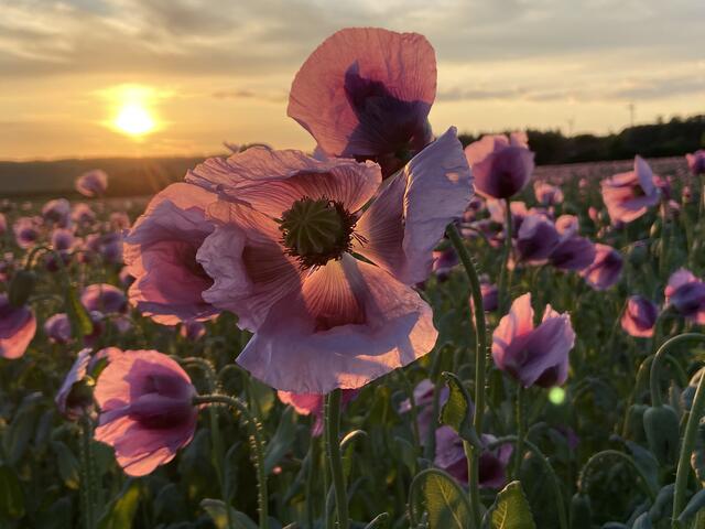 Wenn "the sunset" auf "purpur poppy" trifft ...