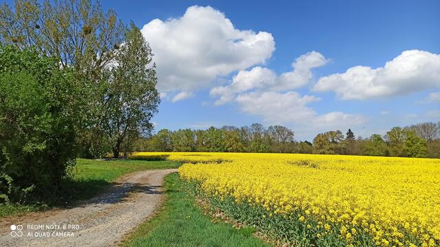 Rapsblüte beim Eichelshof/Schöntal