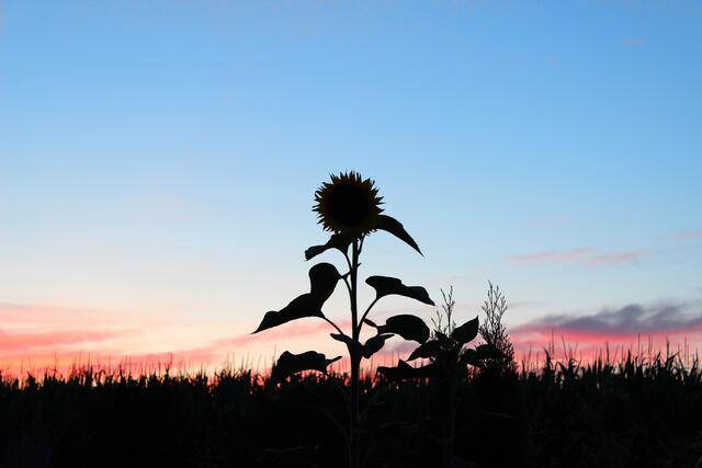 Sonnenblume begrüßt den Sonnenuntergang