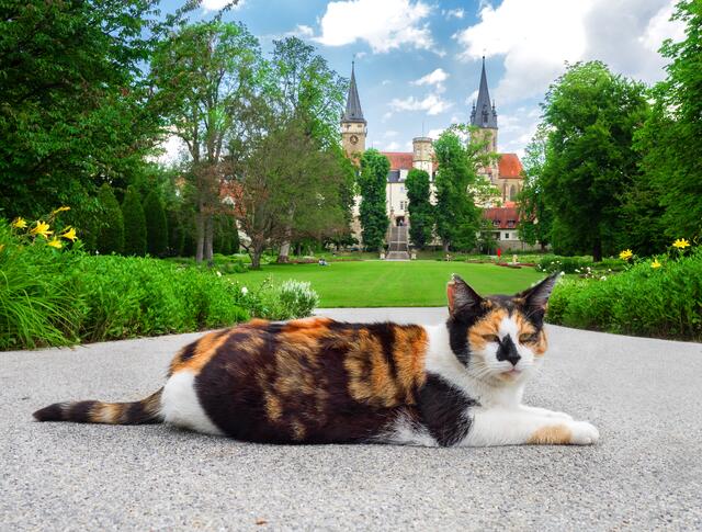 Auch die Katzen geniesen die sonnigen Tage im Hofgarten
