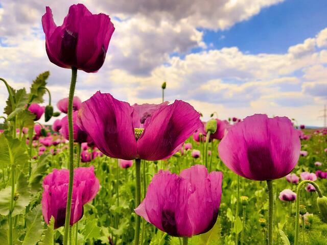 Mohnfeld bei Ohrnberg im Mai