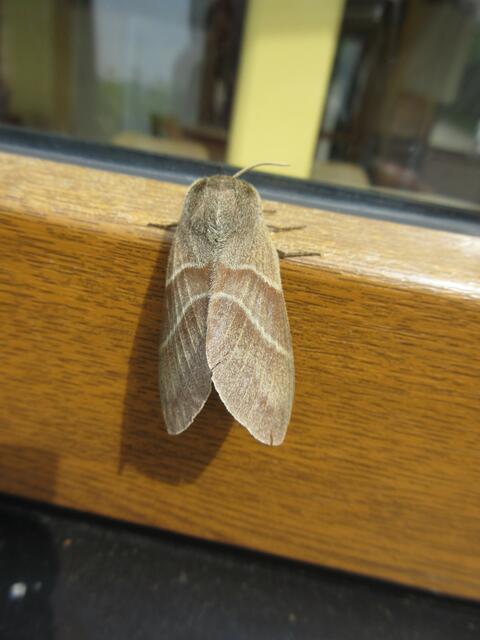 Schweigern am Pavillon, Main-Tauber Kreis