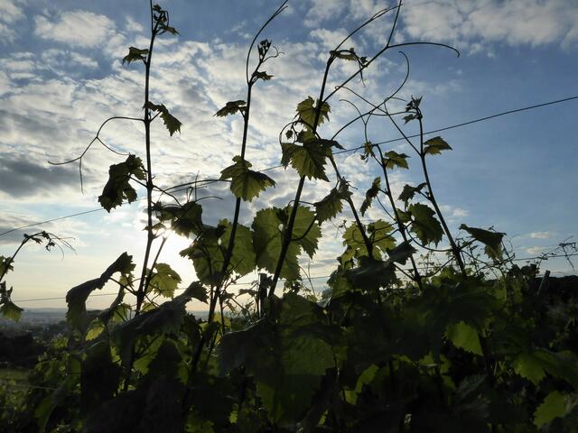 Die Weinreben streben zum Himmel