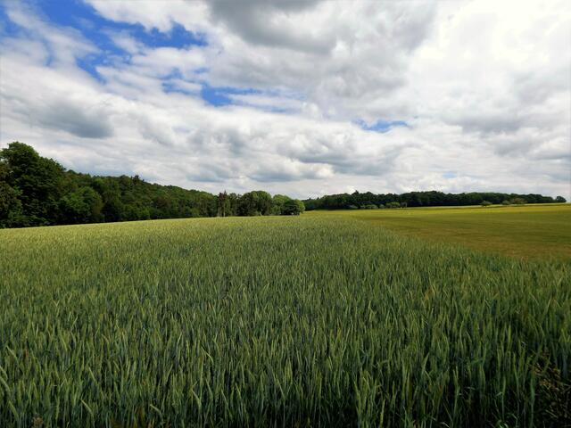 Der Waldpfad führt hinaus in offene Landschaft mit langen Getreidefeldern.