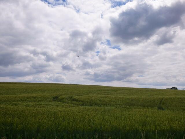 Getreidefelder und Wolken - ländliche Natur