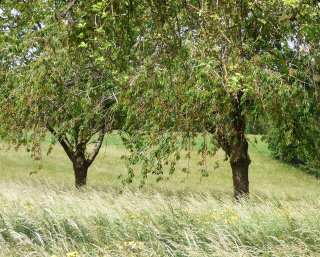 Das sieht nach Sauerkirschen aus - sie werden schon rot
