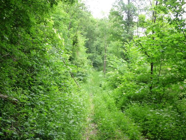 Jetzt wird der Weg wieder bewachsener. Auf der kommenden Etappe sehe ich, dass der Weg nicht so häufig begangen ist. Es ist alles wild und dicht bewachsen.