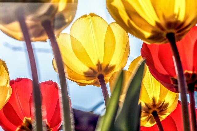 Tulpen