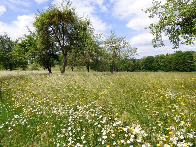 Auf den Wiesen steht das Gras hoch und bietet weißen Margeriten und gelben Blumen eine schöne Kulisse