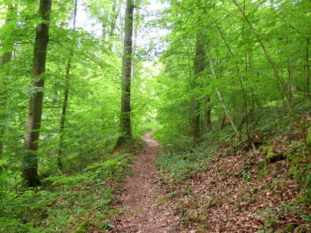 Das Brückchen hat mich getragen und nun führt der Pfad erstmal ganz bequem weiter. Der Weiterpfad war dann aber doch sehr wild. Ich hab ganz vergessen, Fotos zu machen.