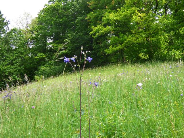 Der Weiterweg ist sehr idyllisch und ländlich. Er verläuft auf dem Kochersteig. Ich komme an einer Wiese vorbei, die über und über mit blauen Akeleien bedeckt ist.