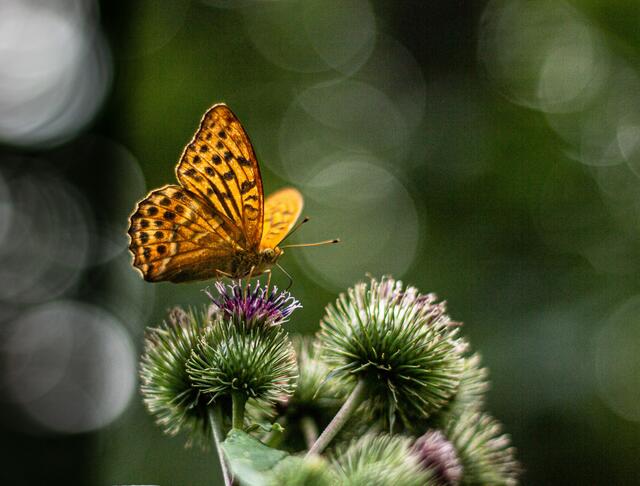 Schmetterling