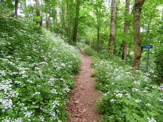 Ein idyllischer Waldpfad durch Wolken von weißen Blüten. Könnte das evtl. Giersch sein?
