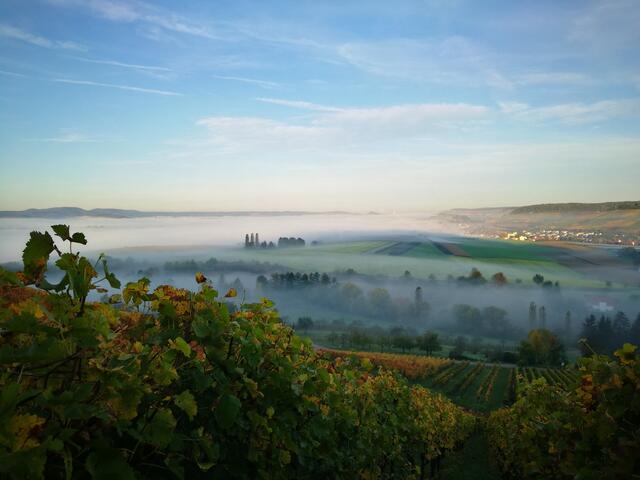 Paradies im Nebel (Obersulm/Eschenau)