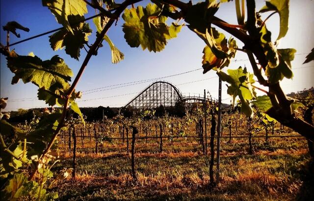 Achterbahn Mammut in Tripsdrill die stillsteht, und Weinberge die teilweise erfroren sind.