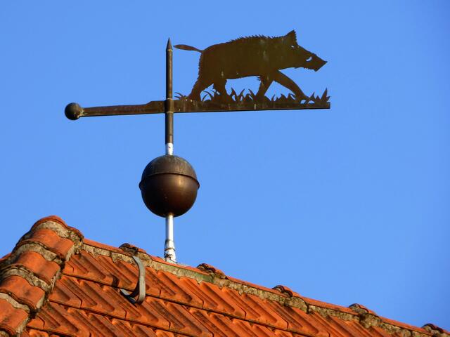 Ein Schwein will hoch hinaus