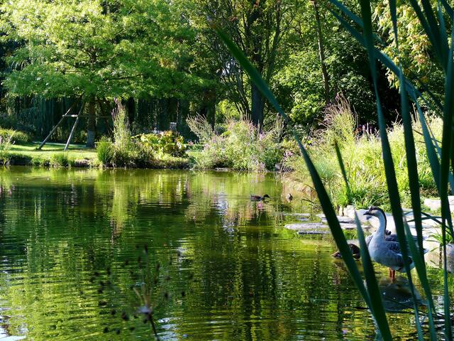 Grüne Oase Hofgartensee