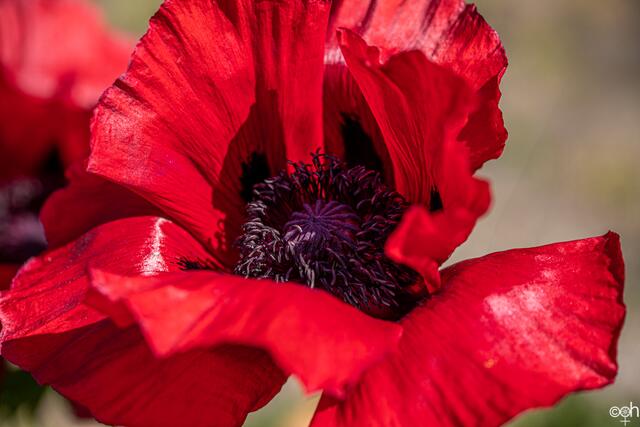 Mohn Ute