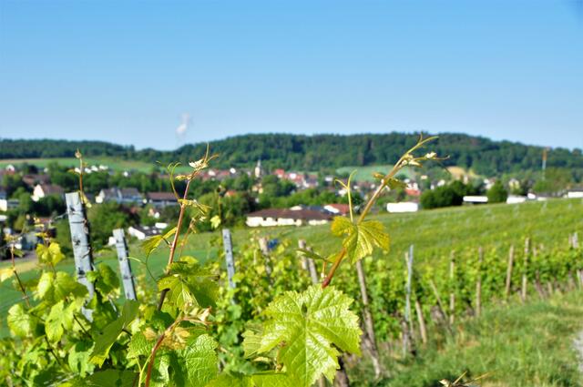 Weinbergreben im Hindergrund Flein