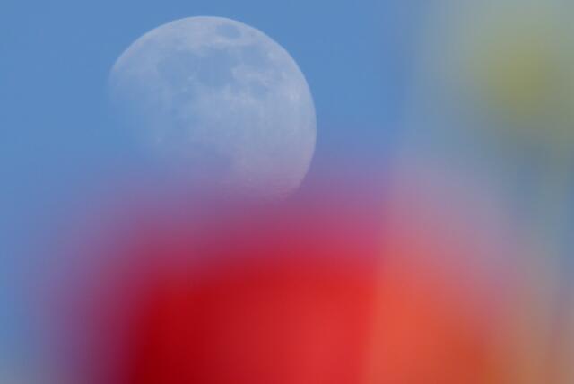 Mond und Mohn