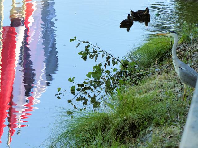 Reiher am Neckar in Heilbronn