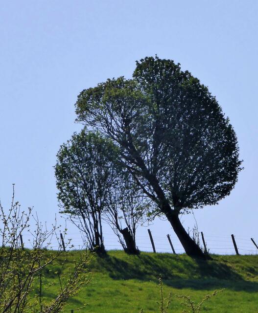 Ein Baum will zurück zu seinen Wurzeln